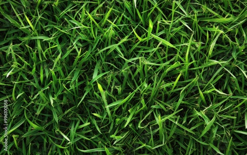 grass on white background. Grass