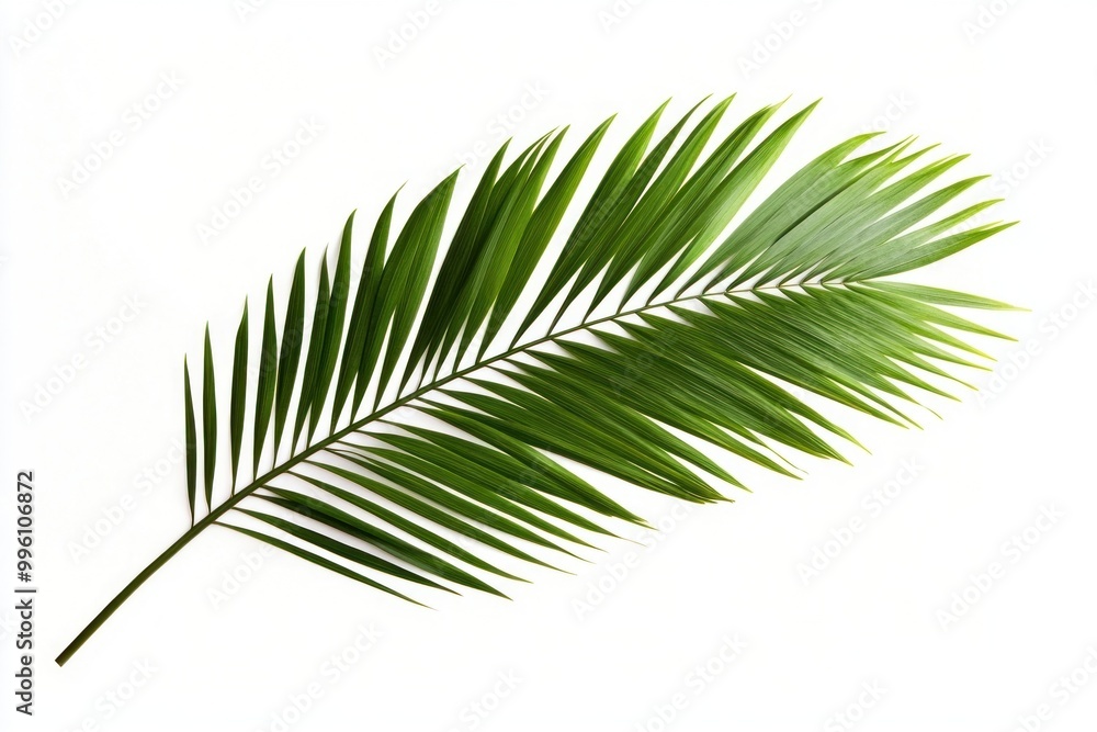 Fototapeta premium Tropical green palm leaf isolated