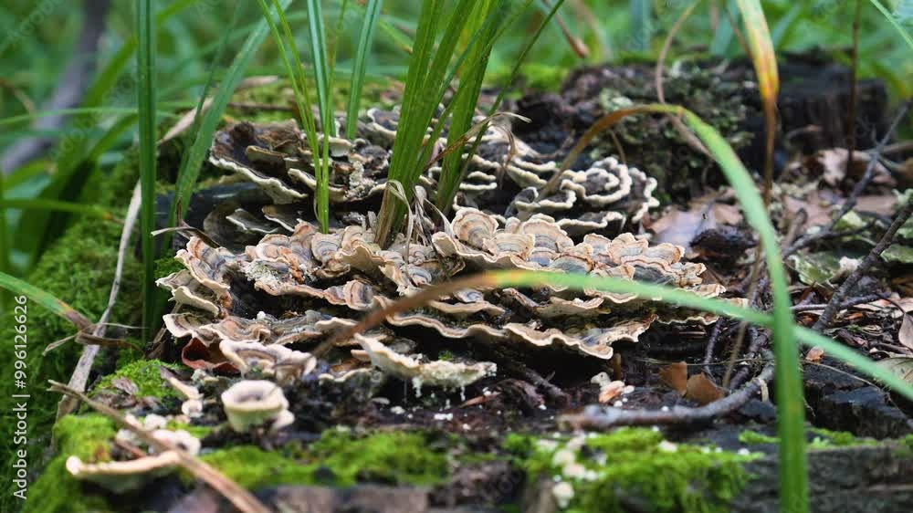 Turkey Tail (Trametes versicolor) mushroom growing on a decaying stump covered with moss. Turkey Tail (Trametes versicolor) mushroom growing on a decaying stump covered with moss.
