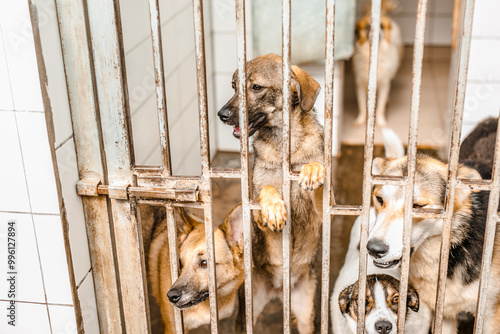 An unhappy homeless dog is in a filthy kennel at the shelter, gazing mournfully