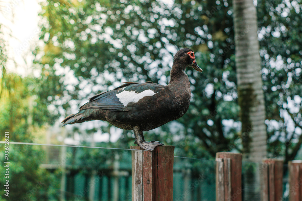 A duck perched on a wall with daylight filtering through the trees in the background, capturing a tranquil moment in nature A duck perched on a wall with daylight filtering through the trees in the background, capturing a tranquil moment in nature