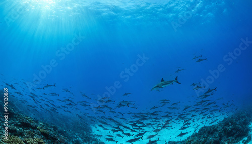 School of Dolphins Underwater