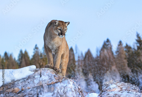 Cougar or Mountain lion (Puma concolor) walking on top of rocky mountain in the winter snow