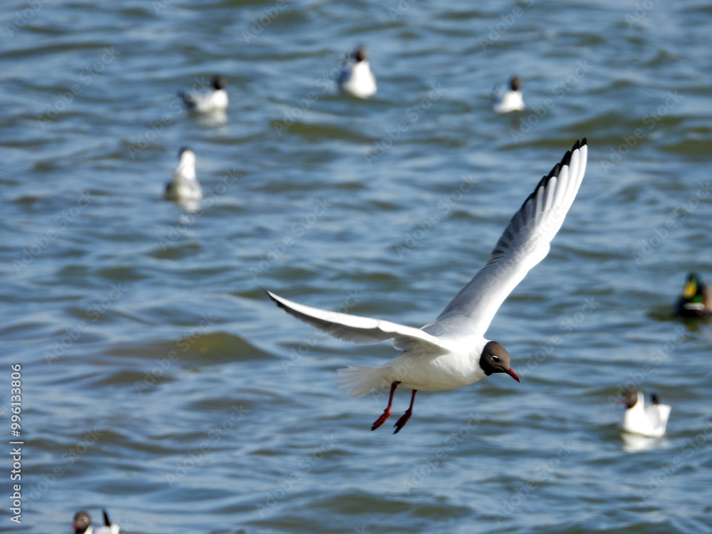 river seagulls sitting and flying by the Danube river in Novi Sad river seagulls sitting and flying by the Danube river in Novi Sad