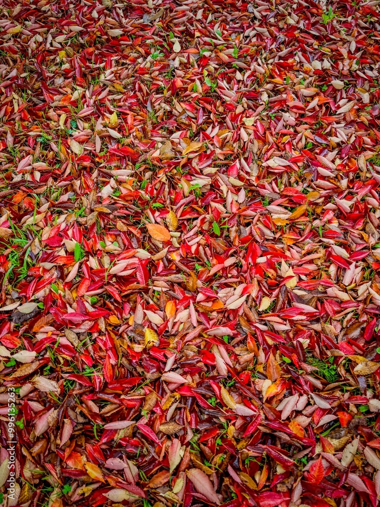 Fototapeta premium feuilles mortes