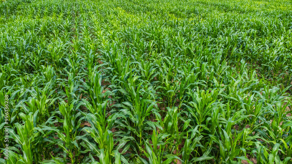 Corn field plantation growing up. Young green corn on the agricultural field. Corn field plantation growing up. Young green corn on the agricultural field.