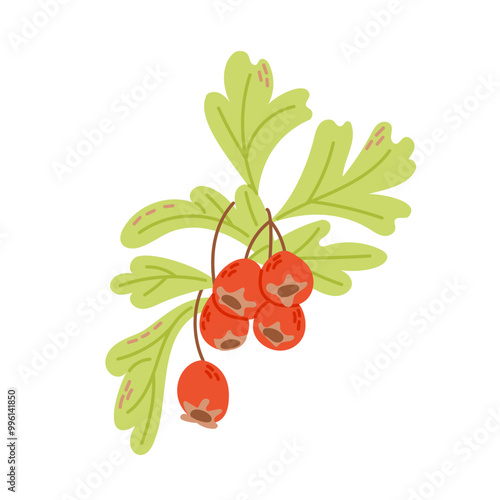 Autumn branch of hawthorn with red berries in hand drawn flat style. Vector illustration isolated on white background for t shirt graphics, printouts. Simple botanical clipart