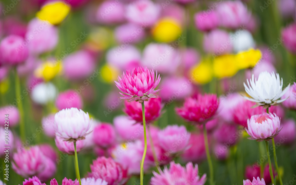 Beautiful pink flowers in the field.
