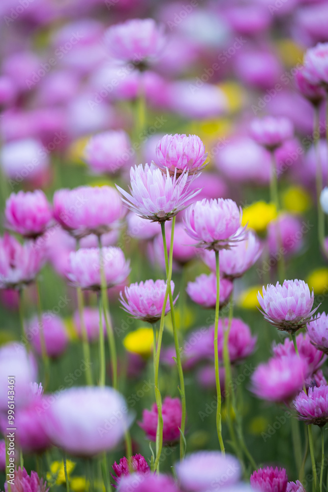 Close-up view of blooming paper daisy flower. Close-up view of blooming paper daisy flower.
