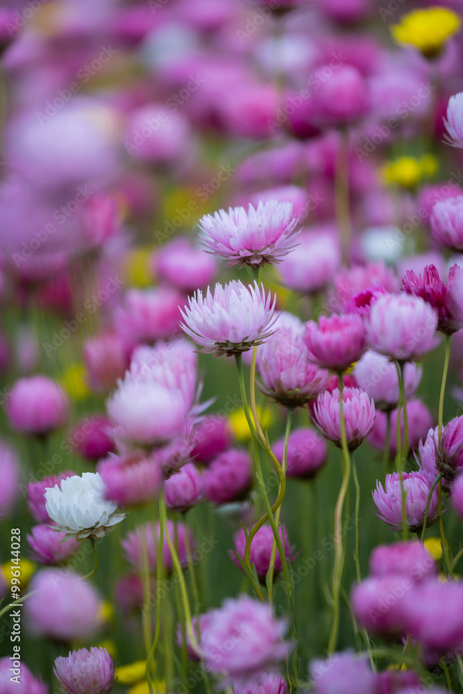 Close-up view of blooming paper daisy flower. Close-up view of blooming paper daisy flower.