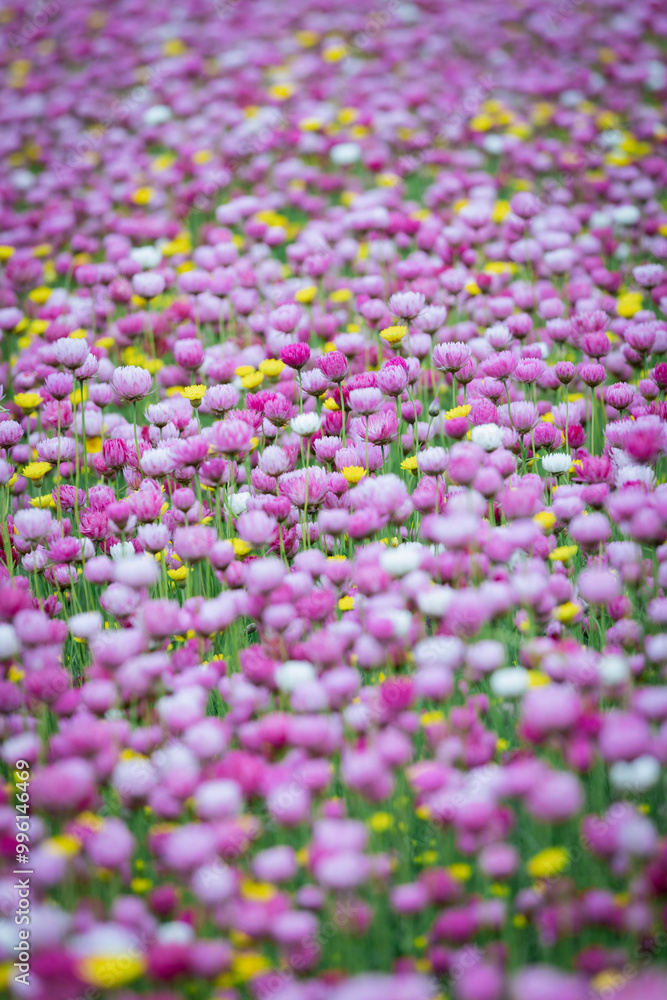 Obraz premium Beautiful field of blooming pink flowers.