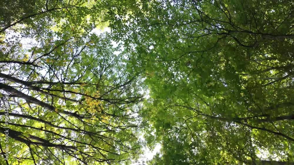 Beneath the trees | spiral shot Beneath the trees | spiral shot