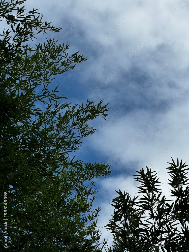 Obraz premium tree with sky