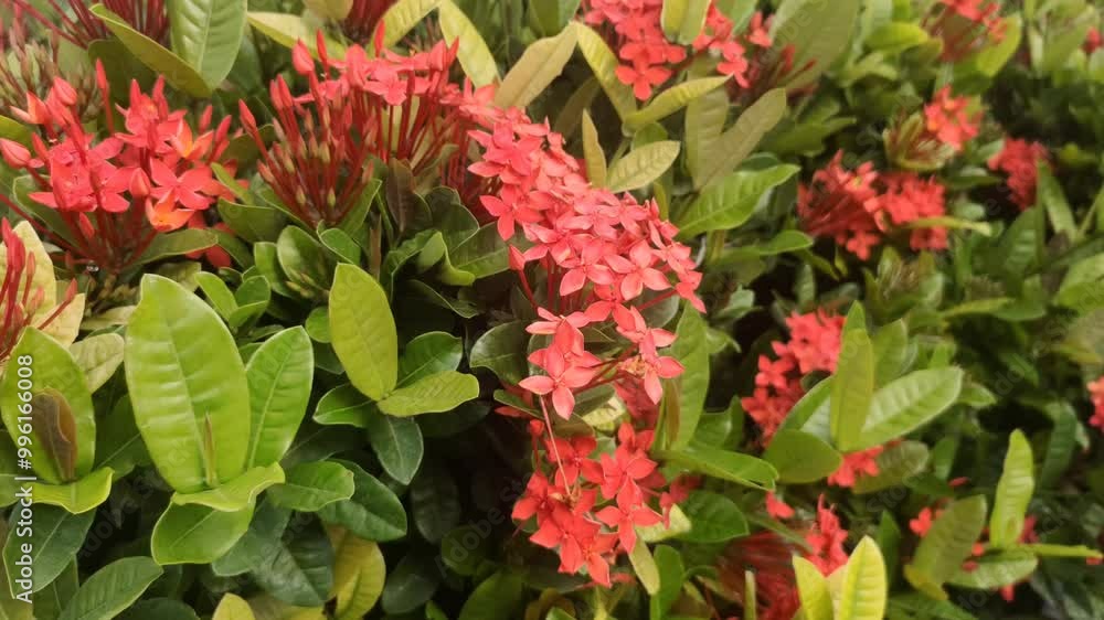 The Ixora javanica, commonly known as the red ixora, is a stunning tropical flower with vibrant red clusters. Its beauty adds a touch of elegance to any garden. The Ixora javanica, commonly known as the red ixora, is a stunning tropical flower with vibrant red clusters. Its beauty adds a touch of elegance to any garden.