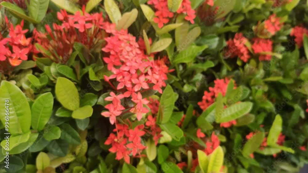 The Ixora javanica, commonly known as the red ixora, is a stunning tropical flower with vibrant red clusters. Its beauty adds a touch of elegance to any garden. The Ixora javanica, commonly known as the red ixora, is a stunning tropical flower with vibrant red clusters. Its beauty adds a touch of elegance to any garden.
