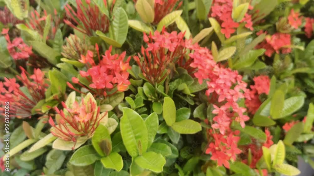 The Ixora javanica, commonly known as the red ixora, is a stunning tropical flower with vibrant red clusters. Its beauty adds a touch of elegance to any garden. The Ixora javanica, commonly known as the red ixora, is a stunning tropical flower with vibrant red clusters. Its beauty adds a touch of elegance to any garden.