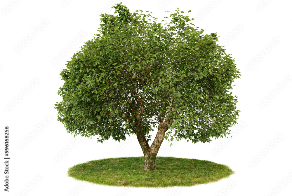 Isolated green tree with leaves on a grass patch against on Transparent Background Isolated green tree with leaves on a grass patch against on Transparent Background