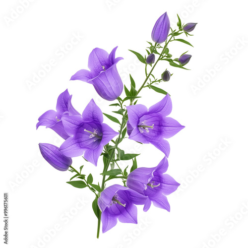Purple campanula flowers in a floral arrangement isolated on a transparent background.