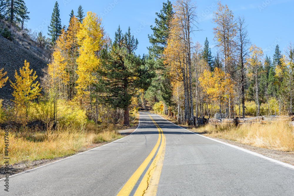 Obraz premium Empty mountain road through a forest in the Californian Sierra Nevada on a clear autumn day. Beautiful fall colors along the road.