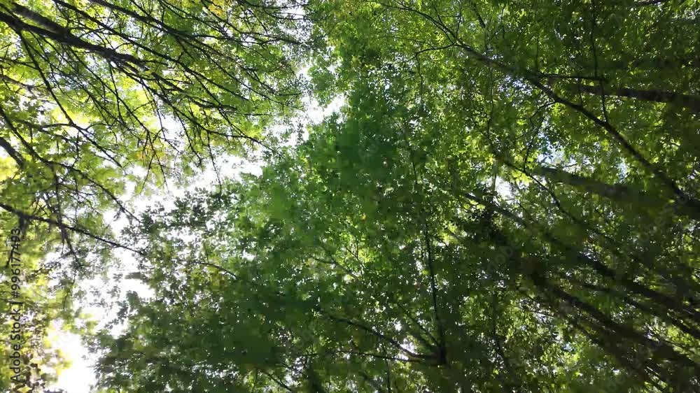 Beneath the trees | low angle shot Beneath the trees | low angle shot