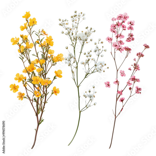 Set of yellow,white,pink limonium flowers isolated on white or transparent background