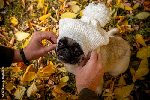 a dog wearing a hat that says quot a hat quot photo