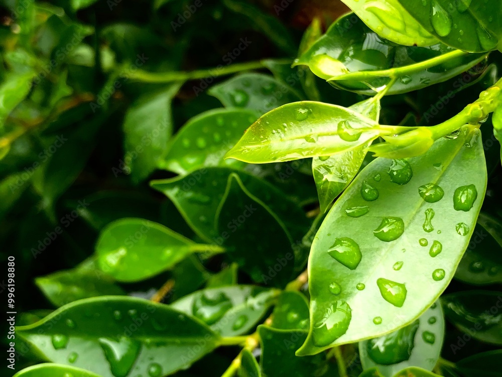 Green Leaves with Water Droplets After Rain Green Leaves with Water Droplets After Rain