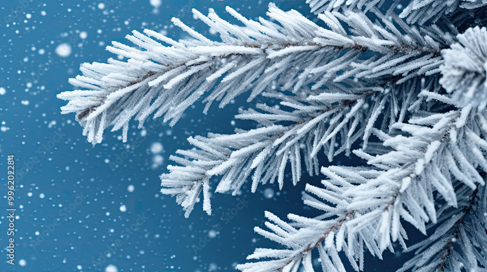 Snowy Christmas tree branches or snowy Christmas fir tree on a blue background Snowy Christmas tree branches or snowy Christmas fir tree on a blue background