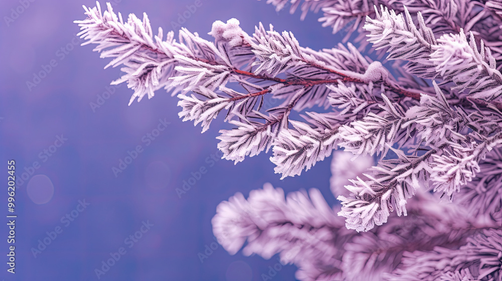 Fototapeta premium Snowy Christmas tree branches or snowy Christmas fir tree on a purple background