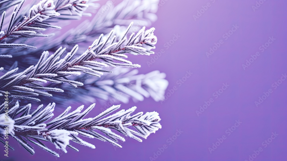 Snowy Christmas tree branches or snowy Christmas fir tree on a violet background Snowy Christmas tree branches or snowy Christmas fir tree on a violet background