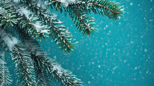 Snowy Christmas tree branches or snowy Christmas fir tree on a turquoise background