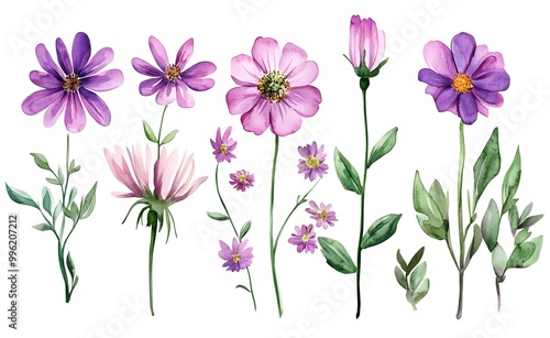 Fototapeta Naklejka Na Ścianę i Meble -  Watercolor wild flower clipart, pink and purple flowers on a white background, in different angles and poses. 