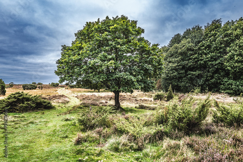 Heather lands in Dollerup near Viborg in Denmark photo