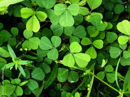 Green Leafy Ground Cover with Heart-Shaped and Compound Leaves