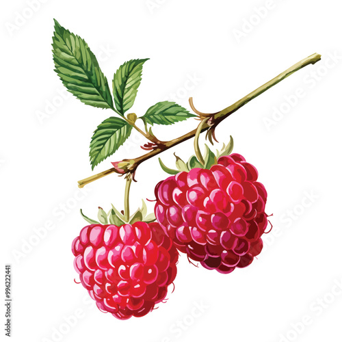 Hand drawn watercolor painting raspberry vector watercolor art isolated on white background