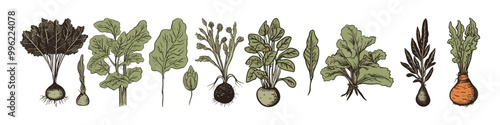 Vegetable collection. Thanksgiving day illustration set. Harvest day.