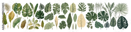 Tropical plants. Flower vector illustration. Jungle leaf collection.