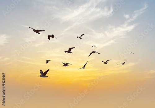 Many birds flying on dramatic sky background. 