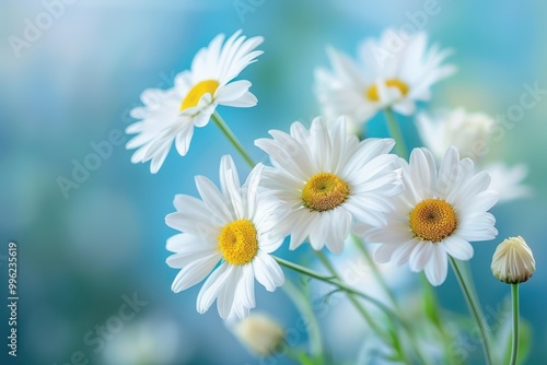 Blooming daisies on a natural background Various names for oxeye daisy Idea of gardening