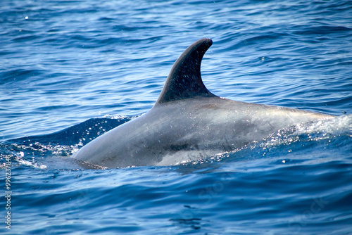 Partial shot close up, bottlenose dolphin, Latin called Tursiops truncatus, diving