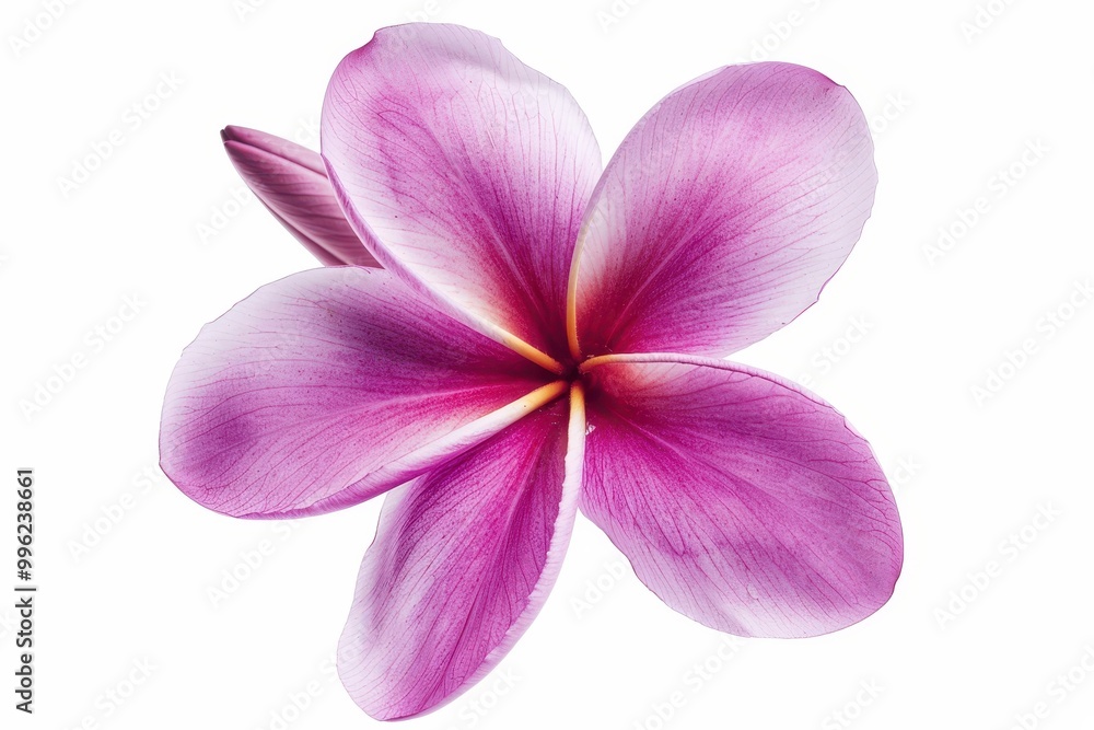 Fototapeta premium Isolated Frangipani or Plumeria flower on white background