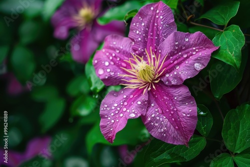 One blossom of Clematis Samaritan Jo