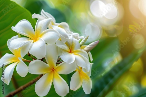 Plumeria alba belongs to the Apocynaceae family