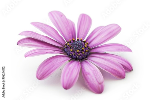 Single osteospermum daisy on white background