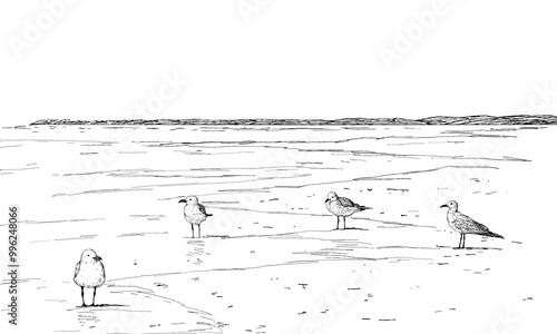 Vector Pen and Ink style Line Art Illustration of a Seabeach with Seagull birds and a beautiful horizon