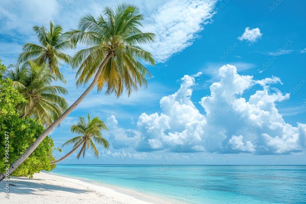 Fototapeta premium A beautiful beach with palm trees and a clear blue sky