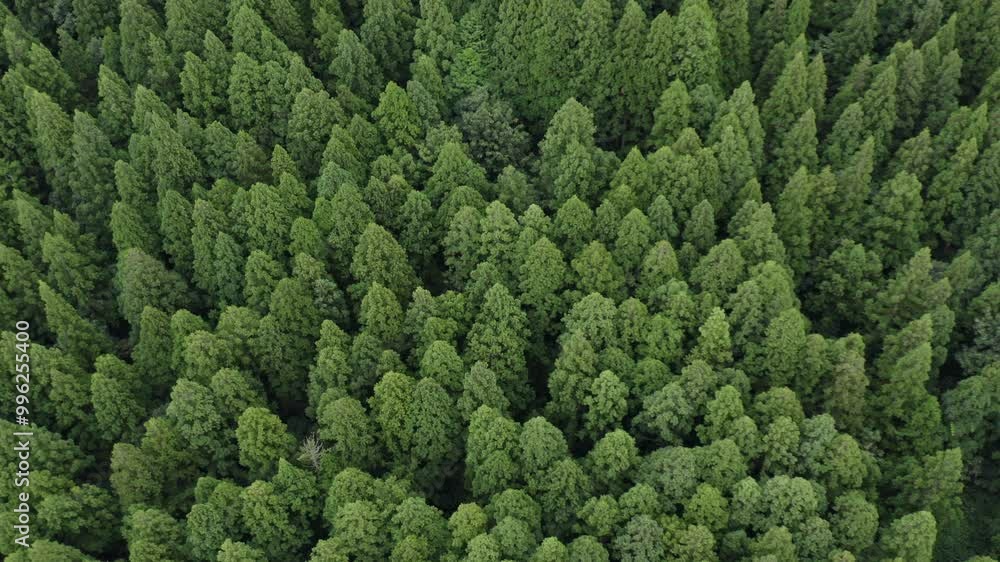 ドローン映像:青々と茂る杉の森 ドローン映像:青々と茂る杉の森