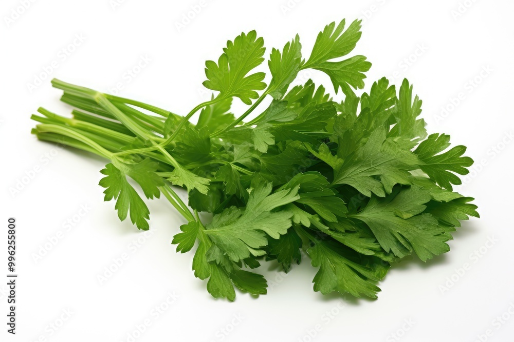 Freshly harvested cilantro displayed on a clean surface, showcasing vibrant green leaves and long stems ready for culinary use. Generative AI Freshly harvested cilantro displayed on a clean surface, showcasing vibrant green leaves and long stems ready for culinary use. Generative AI