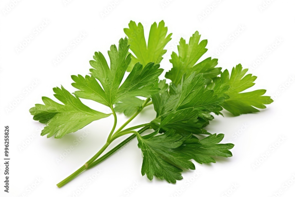 Fresh cilantro sprigs on a clean white surface showcasing vibrant green leaves and detailed texture for culinary use. Generative AI Fresh cilantro sprigs on a clean white surface showcasing vibrant green leaves and detailed texture for culinary use. Generative AI