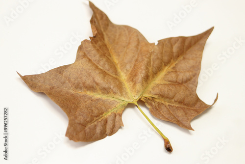 a single autumn leaf on a white background.Tree with wide, in most species, figured leaves. copy space.leaf processing.Dry autumn leaf .top view